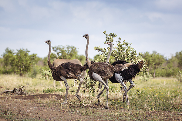 포토 JPG 해외이미지 동물 여자 남자 야생동물 모션 아프리카 자연 조류 국립공원 3 사람없음 가로 걷기 보호 사파리 타조 남아프리카 보츠와나 보호구역 해외포토 공원 나라 컨셉 사람 생태계 구역 파일형식 이미지허브