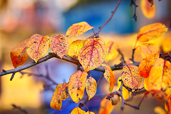 포토 JPG 해외이미지 나무 식물 계절 공원 백그라운드 컨셉 잎 꽃무늬 패턴 오렌지 자연 벽지 건조 사람없음 야외 장식 빨간색 빛 컬러풀 태양 노란색 환경 맑음 활발 젖음 성장 나뭇가지 시골 황금 닫기 숲 11월 질감 보케 10월 카피스페이스 산맥 해외포토 자연요소 공공시설 꽃 컬러 무늬 과일 모션 날씨 산 공백 날짜 생태계 파일형식 이미지허브
