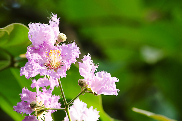포토 JPG 해외이미지 나무 꽃잎 꽃 분홍색 잎 밭 태국 자연 하늘 사람없음 야외 환경 정원 봄 나뭇가지 닫기 숲 보케 해외포토 식물 계절 아시아 컬러 농업 모션 생태계 파일형식 이미지허브