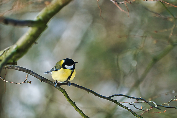포토 JPG 해외이미지 나무 동물 1 유럽 야생동물 겨울 자연 조류 사람없음 야외 초록색 컬러풀 햇빛 노란색 맑음 검은색 숲 싱글 해외포토 식물 계절 나라 컬러 날씨 태양 생태계 파일형식 이미지허브