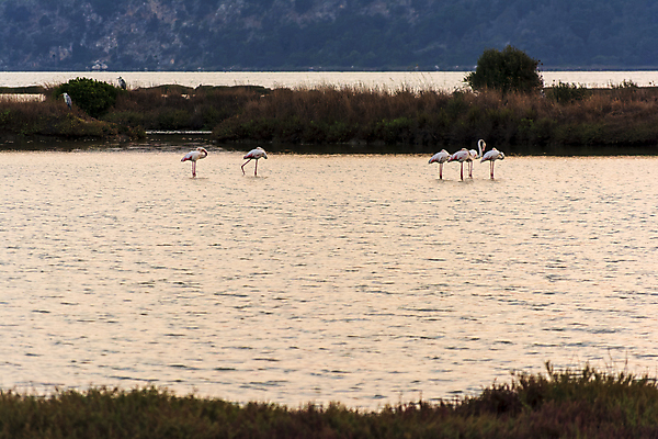 포토 JPG 해외이미지 동물 유럽 호수 야생동물 바다 분홍색 여행 날개 자연 조류 휴식 종류 풍경 사람없음 야외 물 여름 반사 고요 일몰 놀람 낭만 전원 그룹 지중해 플라밍고 그리스 석호 그리스인 내추럴 웅장함 이국적 해외포토 자연요소 서양인 계절 감정 나라 컬러 컨셉 표정 노을 전기에너지 생태계 파일형식 이미지허브