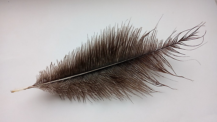 포토 JPG 해외이미지 동물 야생동물 백그라운드 패턴 날개 아프리카 자연 조류 추상 털 따뜻함 사람없음 장식 가로 뷰티 갈색 침묵 회색 우아함 깃털 싱글 질감 생물학 부드러움 솜털 타조 내추럴 고립 깃털펜 해외포토 교육 나라 컬러 컨셉 무늬 펜 소리 감각 생태계 파일형식 이미지허브