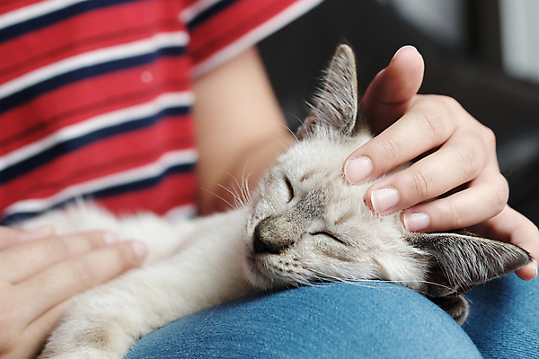 포토 JPG 해외이미지 동물 1 라이프스타일 응시 여자 포유류 포옹 발 휴식 주택 털 함께함 관리 사랑 사람 앉기 사람없음 반려동물 믿음 고양이 줄무늬 우정 회색 터치 아기 모피 얼룩무늬 솜털 기르기 돌봄 안락 해외포토 시선 감정 컬러 컨셉 무늬 안기 모션 건물 생활 신체부위 친구 파일형식 이미지허브