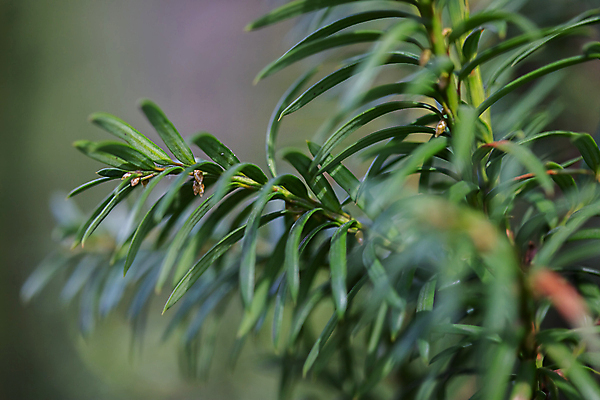 포토 JPG 해외이미지 나무 식물 줄기 백그라운드 잎 자연 아침 추상 부활절 사람없음 야외 가로 초록색 여름 컬러풀 햇빛 태양 환경 정원 고요 봄 성장 신선 숲 속도 에코 보케 국경 해외포토 주간 자연요소 계절 기념일 컬러 무늬 생태계 파일형식 이미지허브