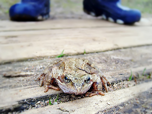 포토 JPG 해외이미지 동물 라이프스타일 응시 야생동물 백그라운드 컨셉 관계 자연 왕관 아이디어 요정 개구리 양서류 사람 사람없음 가로 초록색 반려동물 갈색 환경 희망 변화 황금 보호 작음 신비 오브젝트 공상 마법 물갈퀴 깊이 양발 왕자 끈적임 해외포토 시선 감정 컬러 생활 크기 생태계 파일형식 이미지허브