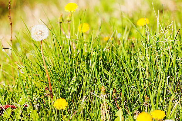 포토 JPG 해외이미지 주간 꽃밭 사람없음 야외 아웃포커스 민들레 민들레홀씨 해외포토 자연요소 꽃 촬영기법 파일형식 이미지허브