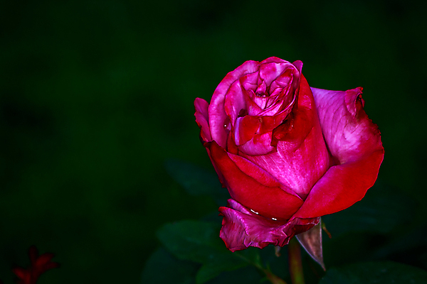 포토 JPG 해외이미지 꽃 산업 농업 자연 사람없음 야외 가로 컬러풀 한개 장미 봄 닫기 원예 카피스페이스 해외포토 식물 1 계절 컬러 모션 취미 공백 생태계 파일형식 이미지허브