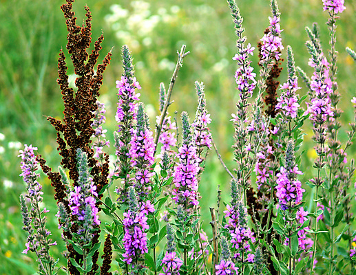 포토 JPG 해외이미지 식물 꽃 행복 밭 자연 벽지 따뜻함 사람없음 태양 정원 기쁨 다발 해외포토 자연요소 감정 농업 생태계 파일형식 이미지허브