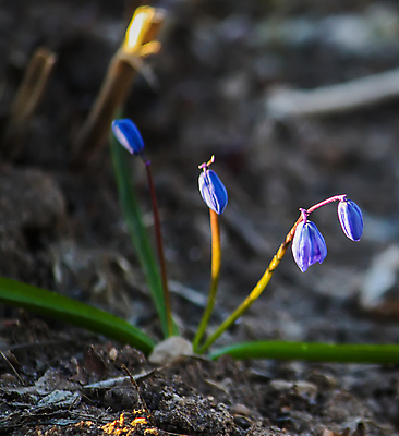 포토 JPG 해외이미지 식물 계절 공원 꽃 꽃무늬 전구 자연 초원 사람없음 야외 장식 초록색 파란색 햇빛 정원 봄 들꽃 벚꽃 닫기 숲 묘사 원예 러시아 내추럴 영원 해외포토 공공시설 유럽 컬러 무늬 모션 취미 태양 생태계 파일형식 이미지허브