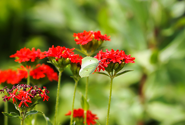 포토 JPG 해외이미지 식물 동물 꽃 선 나비 곤충 백그라운드 날개 자연 안테나 초원 사람없음 장식 초록색 여름 뷰티 노란색 환경 정원 새벽 벚꽃 수분 꿀 동물상 해외포토 자연요소 계절 컬러 통신 조형물 생태계 파일형식 이미지허브