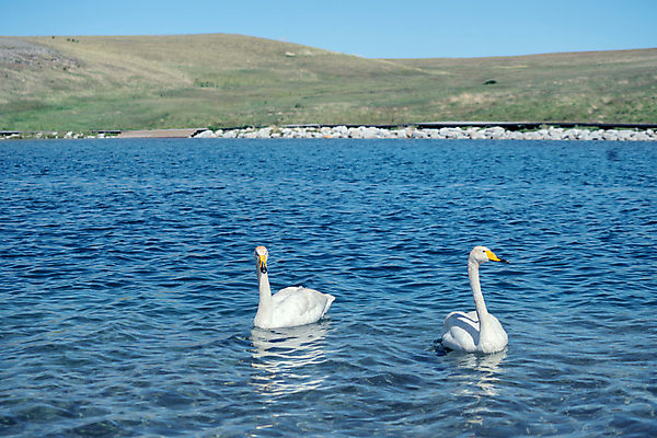 포토 JPG 해외이미지 아시아 호수 여행 백그라운드 자연 하늘 사람없음 야외 파란색 반사 평화 환경 중국 침묵 백조 절정 해외포토 나라 컬러 컨셉 조류 소리 생태계 파일형식 이미지허브