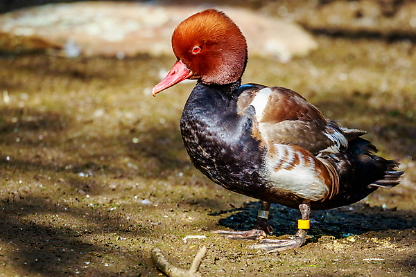 포토 JPG 해외이미지 동물 북아메리카 조류 오리 동물원 사람없음 야외 가로 컬러풀 미국 닫기 카피스페이스 해외포토 컬러 모션 아메리카 공백 파일형식 이미지허브