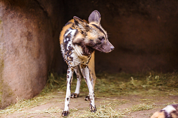 포토 JPG 해외이미지 동물 북아메리카 포유류 동물원 사람없음 야외 가로 컬러풀 미국 해외포토 컬러 아메리카 파일형식 이미지허브