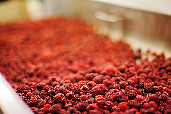 포토 JPG 해외이미지 공장 사람없음 아웃포커스 냉동 기계 제조 가득함 산딸기 식품공장 냉동식품 해외포토 음식 과일 공업 촬영기법 파일형식 이미지허브