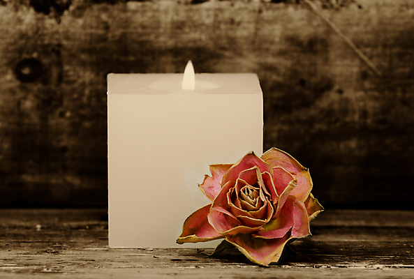 포토 JPG 해외이미지 꽃 분홍색 백그라운드 불꽃 사람없음 목재 빛 장미 시들음 해외포토 나무 식물 컬러 재료 불 파일형식 이미지허브