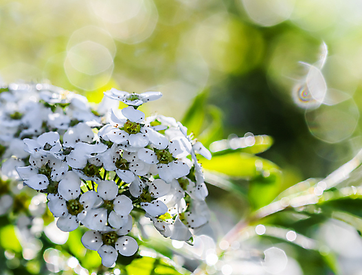 포토 JPG 해외이미지 식물 계절 꽃잎 꽃 결혼 백그라운드 꽃무늬 자연 휴가 사람없음 초록색 빛 햇빛 반사 환경 정원 맑음 놀람 봄 벚꽃 흰색 나뭇가지 신선 개화 떨어짐 소프트포커스 관목 묘사 원예 보케 내추럴 블러 해외포토 나무 감정 컬러 컨셉 무늬 날씨 촬영기법 표정 이벤트 취미 태양 생태계 파일형식 이미지허브