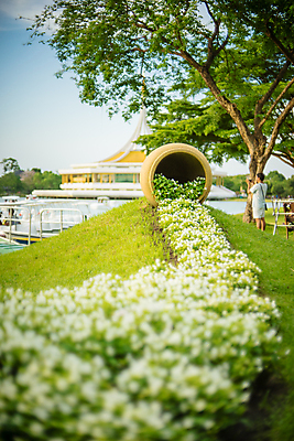 포토 JPG 해외이미지 나무 식물 디자인 공원 꽃 백그라운드 꽃무늬 패턴 밭 자연 잔디 초원 사람없음 야외 초록색 여름 뷰티 환경 정원 맑음 봄 벚꽃 흰색 신선 개화 작음 원예 질감 데이지 내추럴 많음 해외포토 계절 공공시설 컬러 컨셉 무늬 농업 날씨 취미 크기 생태계 파일형식 이미지허브