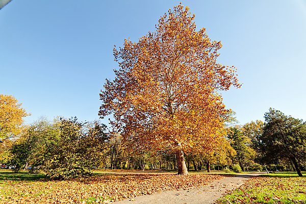 포토 JPG 해외이미지 나무 계절 공원 여행 잎 오렌지 자연 하늘 산 사람없음 야외 초록색 파란색 빛 햇빛 태양 노란색 환경 낭만 황금 숲 속도 내추럴 전국 해외포토 자연요소 식물 공공시설 컬러 컨셉 과일 생태계 파일형식 이미지허브