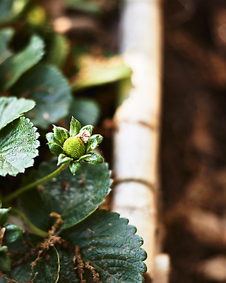 포토 JPG 해외이미지 식물 열매 꽃잎 꽃 음식 잎 꽃무늬 밭 농업 자연 하늘 딸기 씨앗 사람없음 야외 목재 가로 초록색 컬러풀 노란색 봄 들꽃 벚꽃 신선 작음 자르기 가득함 유기농 원예 파란배경 러시아 채소밭 떠남 묘목 카피스페이스 해외포토 나무 웰빙 계절 유럽 산업 컬러 백그라운드 무늬 과일 재료 모션 취미 파란색 공백 크기 생태계 파일형식 이미지허브