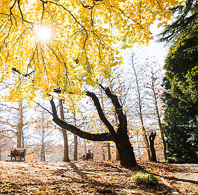 포토 JPG 해외이미지 주간 단풍 벤치 단풍나무 사람없음 야외 산속 해외포토 자연요소 나무 잎 의자 산 파일형식 이미지허브