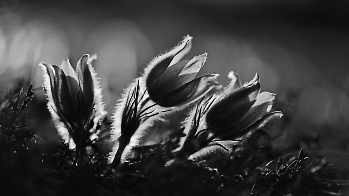 포토 JPG 해외이미지 식물 계절 꽃잎 꽃 유럽 분홍색 백그라운드 꽃무늬 자연 사람없음 야외 초록색 물 파란색 컬러풀 뷰티 노란색 정원 보라색 봄 활발 들꽃 성장 벚꽃 물방울 신선 개화 소프트포커스 제비꽃 보케 내추럴 해외포토 자연요소 나라 컬러 컨셉 무늬 촬영기법 생태계 파일형식 이미지허브