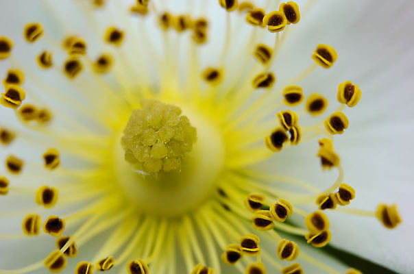 포토 JPG 해외이미지 식물 꽃잎 꽃 자연 사람없음 컬러풀 뷰티 정원 벚꽃 묘사 원예 꽃가루 내추럴 꽃수술 해외포토 컬러 취미 가루 생태계 파일형식 이미지허브