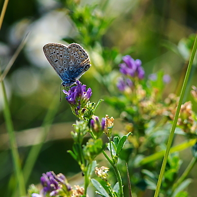 포토 JPG 해외이미지 식물 동물 계절 꽃 야생동물 나비 곤충 백그라운드 잎 밭 날개 자연 벽지 안테나 초원 사람없음 초록색 여름 뷰티 환경 정원 낭만 시골 벌레 고독 작음 에코 질감 생물학 꽃가루 꿀 단아함 동물상 블러 취급주의 해외포토 교육 감정 컬러 컨셉 농업 통신 경고 조형물 크기 가루 생태계 파일형식 이미지허브