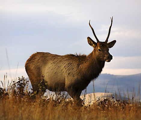 포토 JPG 해외이미지 동물 공원 남자 야생동물 밭 자연 털 뿔 사람없음 야외 달러 게임 황무지 방목 들소 황소 사냥 서쪽 수유 신발장 엘크 웅장함 전국 찰과상 해외포토 공공시설 돈 농업 놀이 사람 소 축산업 상처 방향 생태계 파일형식 이미지허브
