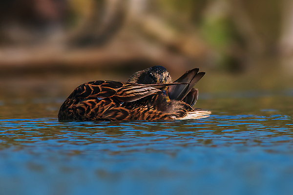 포토 JPG 해외이미지 동물 유럽 호수 야생동물 백그라운드 자연 조류 오리 성인 사람없음 야외 물 강 컬러풀 뷰티 반사 수영 봄 젖음 연못 황무지 습지 깃털 부리 물새 석호 내추럴 동물상 유라시아 해외포토 자연요소 계절 나라 아시아 컬러 사람 조형물 수상스포츠 생태계 파일형식 이미지허브