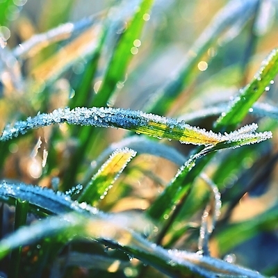 포토 JPG 해외이미지 식물 계절 공원 백그라운드 잎 겨울 밭 자연 벽지 아침 날씨 잔디 사람없음 야외 초록색 물 빛 햇빛 태양 일출 환경 정원 냉동 얼음 추위 흰색 신선 이슬 크리스탈 묘사 서리 내추럴 반투명 해외포토 주간 자연요소 공공시설 컬러 농업 노을 광석 생태계 파일형식 이미지허브