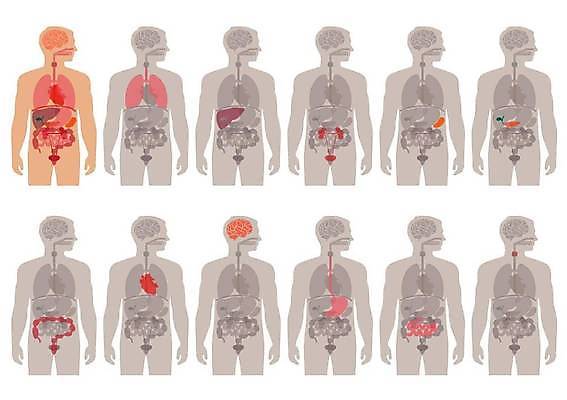 EPS 해외이미지 손 디자인 과학 신체 일러스트 해부 건강 사람 내부 그래픽 세트 약 인포그래픽 하트 오르간 신장 심볼 뇌 코 생물학 간 귀 시스템 방광 돌봄 양발 엘리먼트 지라 해외일러스트 모양 교육 의학 모션 신체부위 장기_의학 건반악기 비뇨기관 파일형식 벡터 이미지허브