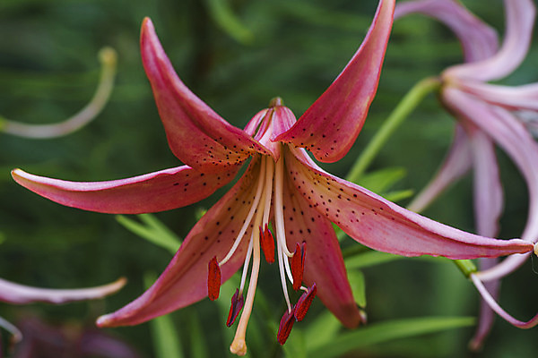 포토 JPG 해외이미지 식물 계절 꽃잎 꽃 분홍색 백그라운드 잎 꽃무늬 농업 오렌지 자연 사람없음 장식 빨간색 초록색 컬러풀 뷰티 정원 중국 봄 벚꽃 신선 개화 허브 붓꽃 블랙베리 표범 내추럴 기르기 러시아인 영원 히말라야 해외포토 서양인 산업 아시아 컬러 무늬 과일 포유류 생태계 돌봄 파일형식 산맥 이미지허브