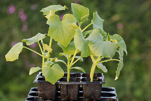 포토 JPG 해외이미지 식물 잎 농업 채소 자연 오이 사람없음 초록색 새싹 환경 정원 봄 성장 작음 유기농 원예 먼지 내추럴 개발 모종 묘목 세련 해외포토 나무 웰빙 계절 산업 컬러 취미 크기 생태계 파일형식 이미지허브