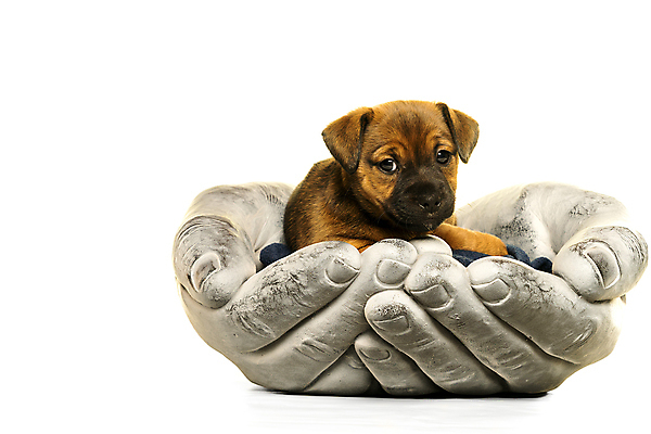 포토 JPG 해외이미지 스튜디오촬영 동물 척추동물 응시 새끼 포유류 휴식 실내 관리 사람없음 옆모습 반려동물 갈색 회색 만지기 바위 잡기 개 강아지 선탠 보호 작음 흰배경 송곳니 거짓말 고립 유래 천진난만 카피스페이스 해외포토 시선 뷰포인트 컬러 백그라운드 컨셉 모션 내부 공백 돌_바위 흰색 치아 크기 파일형식 이미지허브