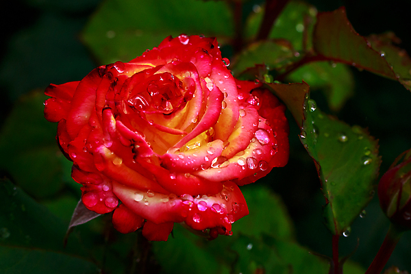 포토 JPG 해외이미지 꽃 산업 농업 자연 사람없음 야외 가로 컬러풀 장미 닫기 원예 카피스페이스 해외포토 식물 컬러 모션 취미 공백 생태계 파일형식 이미지허브