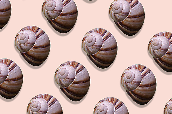 포토 JPG 해외이미지 모양 디자인 바다 백그라운드 컨셉 패턴 자연 휴가 연체동물 나선형 미술 사람없음 장식 가로 파란색 뷰티 공백 껍질 소라 수집 질감 생물학 엽서 수족관 가리비 플랫레이 카피스페이스 해외포토 교육 컬러 무늬 문화예술 조개 어패류 무척추동물 플랫 편지 생태계 파일형식 이미지허브