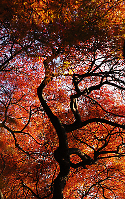 포토 JPG 해외이미지 주간 단풍 단풍나무 풍경 사람없음 야외 빨간색 가을 해외포토 자연요소 나무 계절 컬러 잎 파일형식 이미지허브