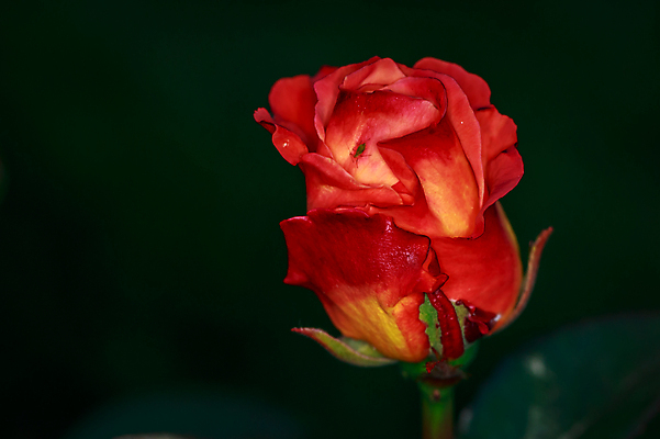 포토 JPG 해외이미지 꽃 자연 근접촬영 사람없음 야외 아웃포커스 빨간색 장미 해외포토 식물 뷰포인트 컬러 촬영기법 생태계 파일형식 이미지허브