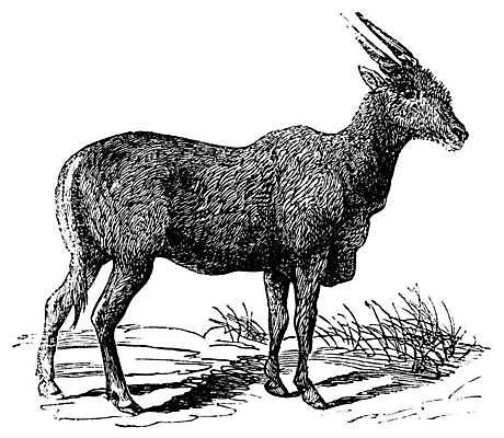 EPS 해외이미지 동물 야생동물 일러스트 포유류 아프리카 자연 초식동물 털 뿔 동물원 종류 미술 검은색 수확 골동품 흰색 숲 인쇄 사파리 그림 영양 판화 동물상 옛날 반추동물 해외일러스트 나라 컬러 농업 문화예술 조형물 생태계 파일형식 벡터 이미지허브