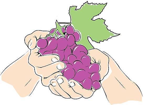 EPS 해외이미지 식물 손 열매 유럽 컨셉 잎 농업 과일 일러스트 손가락 친절 건강 선물 그래픽 여름 농작물 수확 잡기 발표 맛 심볼 흰배경 주기 복고 냄새 포도나무 주인 건강식 내추럴 식초 양조장 해외일러스트 계절 나라 산업 음식 백그라운드 모션 신체부위 흰색 과일나무 파일형식 벡터 이미지허브