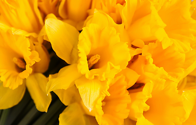 포토 JPG 해외이미지 꽃 근접촬영 사람없음 노란색 수선화 해외포토 식물 뷰포인트 컬러 파일형식 이미지허브