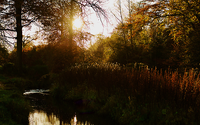 포토 JPG 해외이미지 주간 나무 사람없음 야외 햇빛 숲속 해외포토 자연요소 식물 태양 숲 파일형식 이미지허브