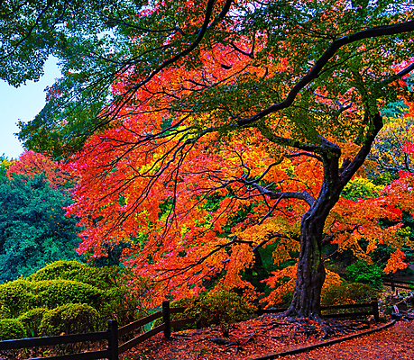 포토 JPG 해외이미지 주간 단풍 단풍나무 사람없음 야외 나무울타리 해외포토 자연요소 나무 잎 울타리 파일형식 이미지허브