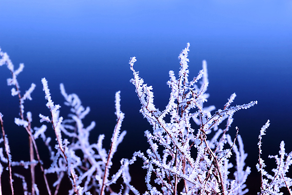 포토 JPG 해외이미지 나무 식물 디자인 계절 물결 바다 백그라운드 크리스마스 겨울 패턴 자연 하늘 표면 추상 풍경 사람없음 야외 물 파란색 뷰티 평화 냉동 얼음 침묵 추위 흰색 나뭇가지 신선 투명 시원함 크리스탈 질감 서리 장면 마법 내추럴 반투명 해외포토 자연요소 기념일 컬러 컨셉 무늬 소리 광석 생태계 파일형식 이미지허브