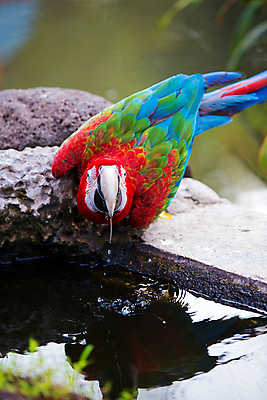 포토 JPG 해외이미지 동물 1 응시 음식 포즈 신체 날개 자연 조류 열대 종류 옥수수 사람없음 초록색 파란색 최고 남아메리카 보호 큼 열대우림 먹기 부리 앵무새 브라질 아르헨티나 동물상 떠남 볼리비아 수유 이국적 주목 파라과이 생존 해외포토 시선 컬러 컨셉 모션 곡류 아메리카 조형물 숲 크기 생태계 파일형식 이미지허브