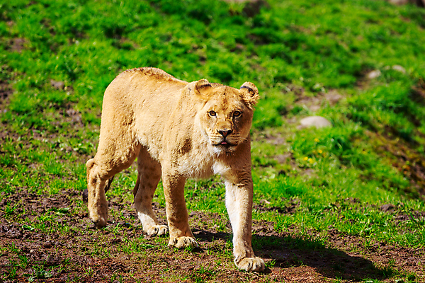 포토 JPG 해외이미지 동물 응시 북아메리카 포유류 자연 동물원 초원 사람없음 야외 가로 고양이 미국 사자 육식동물 표범 암사자 카피스페이스 해외포토 시선 아메리카 반려동물 공백 암컷 생태계 파일형식 이미지허브