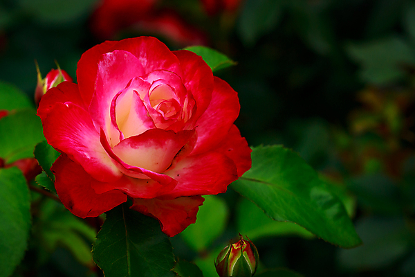 포토 JPG 해외이미지 꽃 산업 농업 자연 사람없음 야외 가로 컬러풀 장미 닫기 원예 카피스페이스 해외포토 식물 컬러 모션 취미 공백 생태계 파일형식 이미지허브