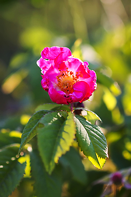 포토 JPG 해외이미지 나무 식물 계절 열매 꽃잎 꽃 분홍색 잎 꽃무늬 과일 자연 건강 사람없음 야외 빨간색 초록색 뷰티 약 장미 머리 정원 봄 활발 들꽃 벚꽃 나뭇가지 신선 개화 개 자주색 허브 스파이크 앨버타 해외포토 컬러 컨셉 무늬 포유류 의학 신체부위 생태계 파일형식 이미지허브