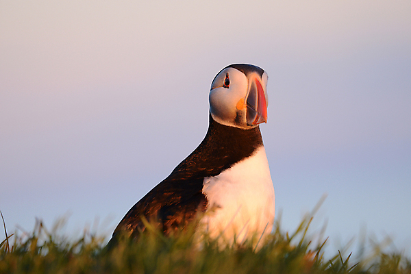 포토 JPG 해외이미지 주간 한마리 조류 사람없음 야외 소프트포커스 퍼핀 해외포토 자연요소 동물 1 촬영기법 파일형식 이미지허브