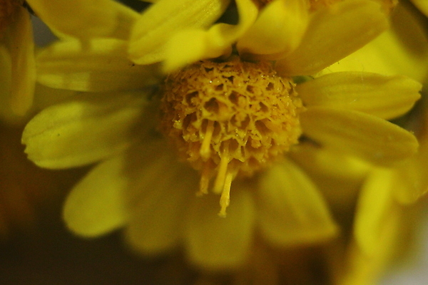 포토 JPG 해외이미지 스튜디오촬영 식물 꽃잎 꽃 꽃다발 백그라운드 잎 오렌지 사람없음 야외 햇빛 노란색 정원 봄 활발 벚꽃 전원 닫기 소프트포커스 허브 데이지 금잔화 해외포토 계절 컬러 컨셉 과일 모션 촬영기법 실내 태양 전기에너지 파일형식 이미지허브